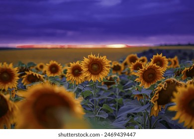 Sunflower on the background of a stormy sky. - Powered by Shutterstock