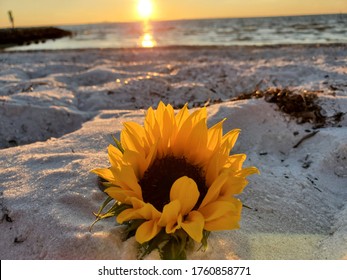 Featured image of post View 23 Beach Aesthetic Sunflower Pictures