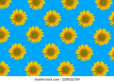 Sunflower on the blue background. Pattern. Flat lay.