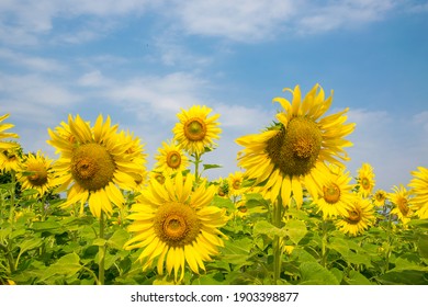 Sunflower on blue sky background, sunflower in summer - Shutterstock ID 1903398877