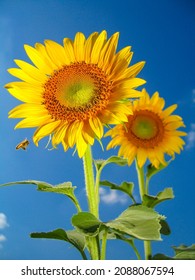 sunflower on blue sky. sunflower in the field. sunflower of blue sky.