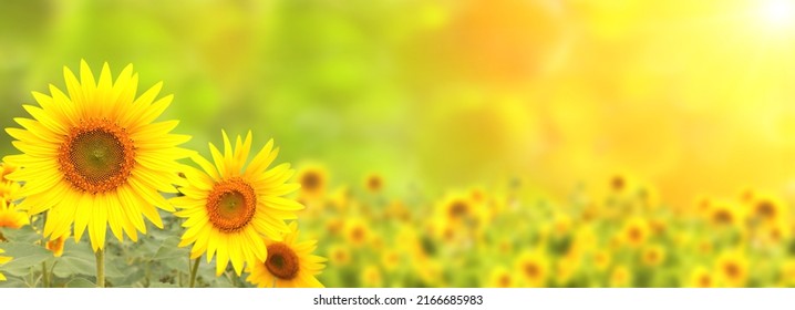 Sunflower on blurred sunny nature background. Horizontal agriculture summer banner with sunflowers field. Organic food production. Harvest of farm product. Oilseed crop. Copy space for text - Shutterstock ID 2166685983