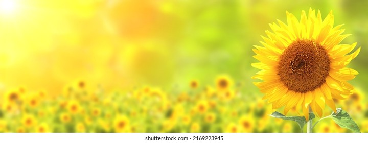 Sunflower on blurred sunny nature background. Horizontal agriculture summer banner with sunflowers field. Organic food production. Harvest of farm product. Oilseed crop. Copy space for text - Shutterstock ID 2169223945