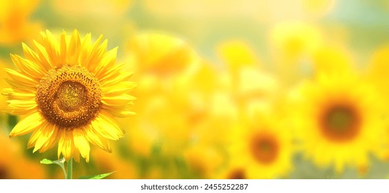 Sunflower on blurred sunny nature background. Horizontal agriculture summer banner with sunflowers field. Organic food production. Harvest of farm product. Oilseed crop. Copy space for text