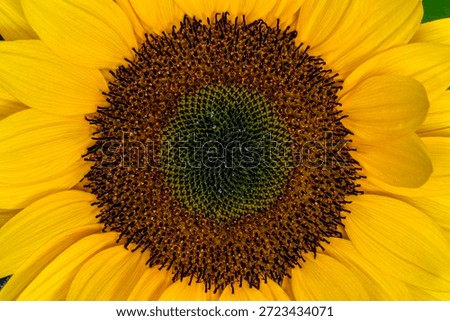 Sunflower on dark background studio