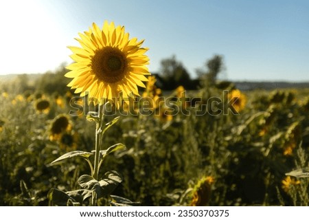 Sunflower on a field in the backlight