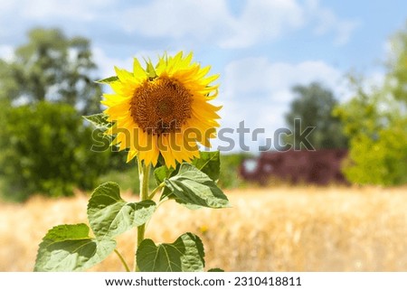 А sunflower on a field in a bright sunny day. Ukraine. Сток-фото © 