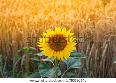 sunflower on the field in countryside