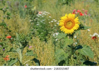 Sunflower On A Meadow With Bee Friendly Flower Mix Grown As Food Source For Bees And Insects.