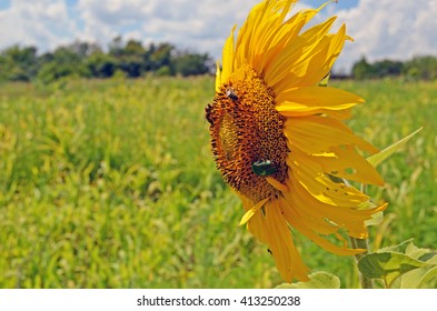 sunflower on the meadows in the clouds