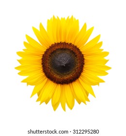 Sunflower On White Background