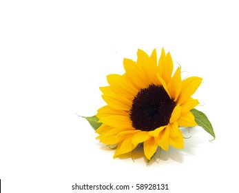 Sunflower on the white background