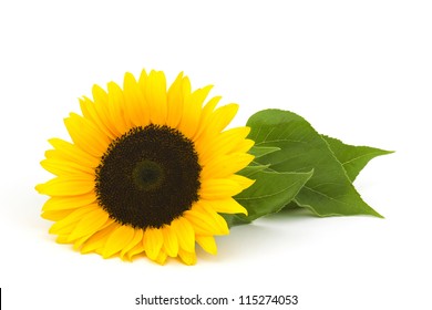 sunflower on white background (Helianthus)