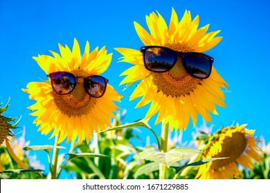 Sunflower is one of the most popular crops in agriculture. Sunflower with sunglasses