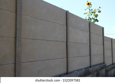 Sunflower Over Concrete Panel Fence