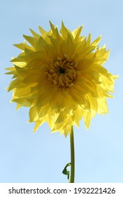 Sunflower Overexposed By The Sun. Against The Blue Sky.