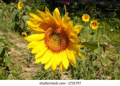 Sunflower Patch