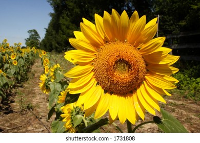Sunflower Patch