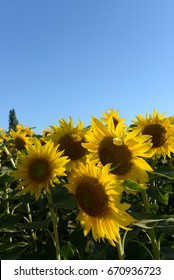 sunflower patch