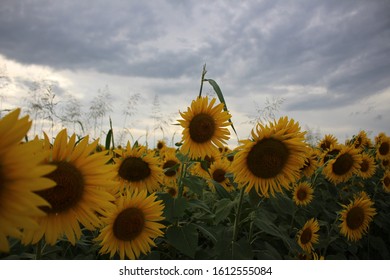 Sunflower Patch In Paris, Kentucky