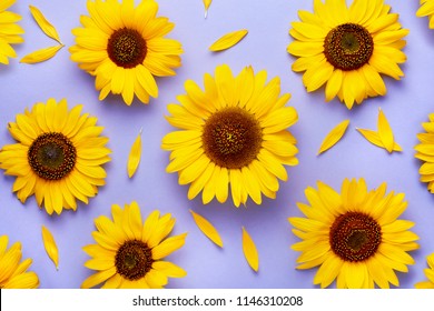 Sunflower pattern background on a purple background viewed from above. Top view. 
