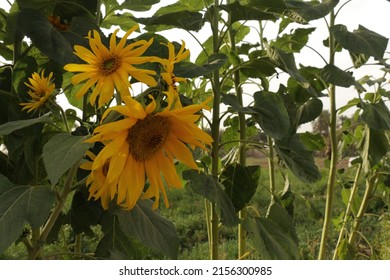 Sunflower In Persian Garden.A Persian Garden Full Of Flower