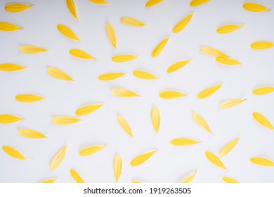 Sunflower Petal And Pollen Over White Background. Blossom Concept.