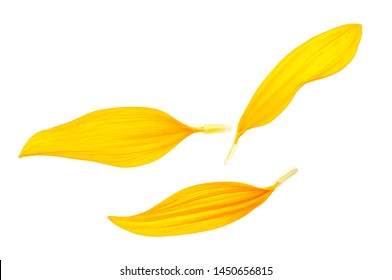 Sunflower petals isolated on white background - Powered by Shutterstock