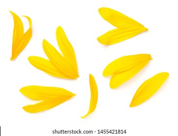 Sunflower Petals Isolated On White Background. Top View, Flat Lay