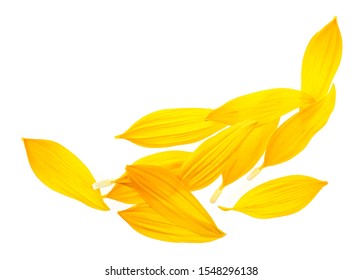 Sunflower Petals Isolated On White Background. Top View.