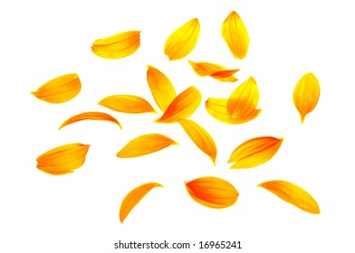 Sunflower Petals Isolated On White Background