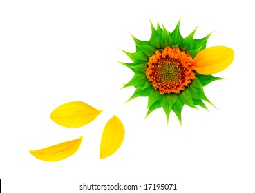 Sunflower Petals  Isolated On White Background