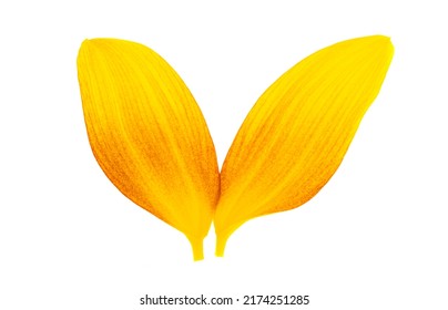 Sunflower Petals Isolated On White Background