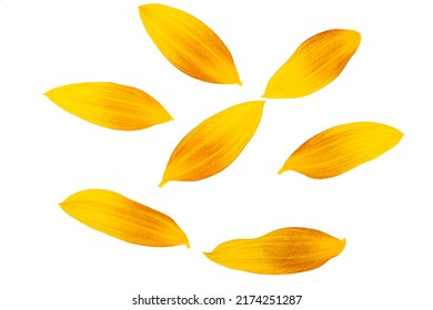 Sunflower Petals Isolated On White Background