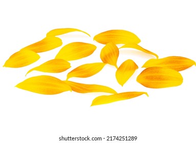 Sunflower Petals Isolated On White Background