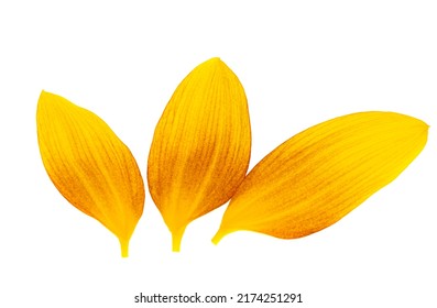 Sunflower Petals Isolated On White Background