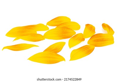 Sunflower Petals Isolated On White Background