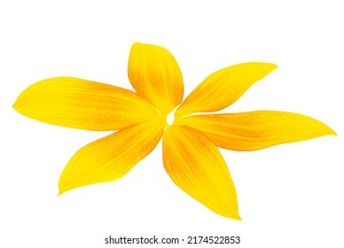 Sunflower Petals Isolated On White Background