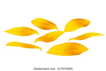 Sunflower Petals Isolated On White Background