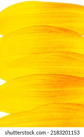 Sunflower Petals Isolated On White Background