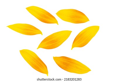 Sunflower Petals Isolated On White Background