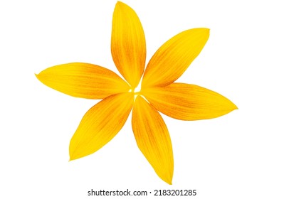 Sunflower Petals Isolated On White Background