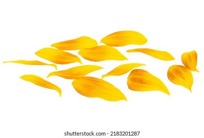 Sunflower Petals Isolated On White Background