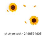 sunflower with petals on plain white background. Summer sun yellow flowers with petal top angle view closeup