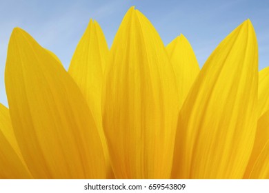 Sunflower petals over blue sky. Summer background. Ukraine’s national flower.