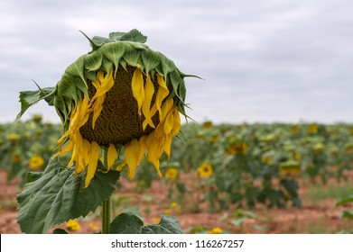 Sunflower Plant In The Fall Wilting