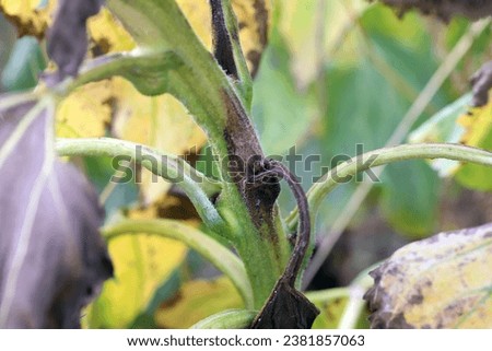 Sunflower plant infected with pathogenic bacteria - Bacterial stalk rot Pectobacterium carotovorum, subsp. carotovorum and P. atrosepticum. [[stock_photo]] © 