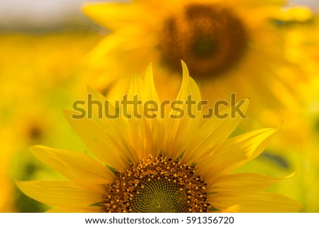 Similar – sunflower field