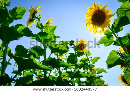 Sunflower plants in a blue sky