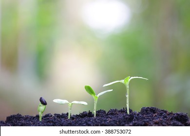 Sunflower Plants Growing 